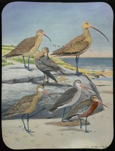 Image of Long-Billed Curlew, Hudsonian Curlew, Eskimo Curlew, Hudsonian Godwit, Marbled Godwit